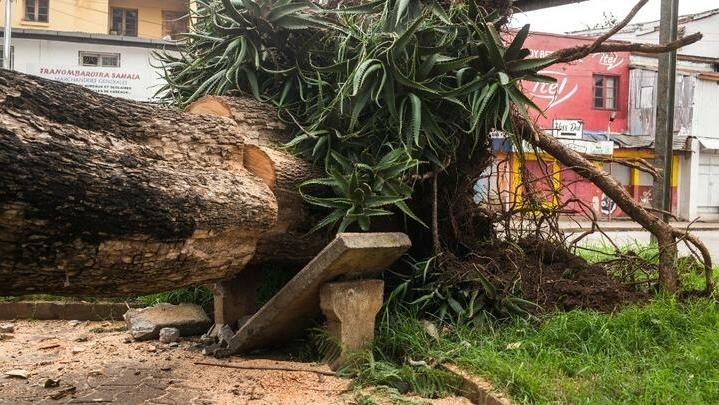 A tree uprooted and that fell on a public garden in the centre of Antsirabe is seen following the passage of cyclone Batsirai on February 6. 2022. – Cyclone Batsirai killed at least six people and displaced nearly 48,000 when it struck Madagascar overnight, the national disaster management agency said on Sunday. (Photo by RIJASOLO / AFP)