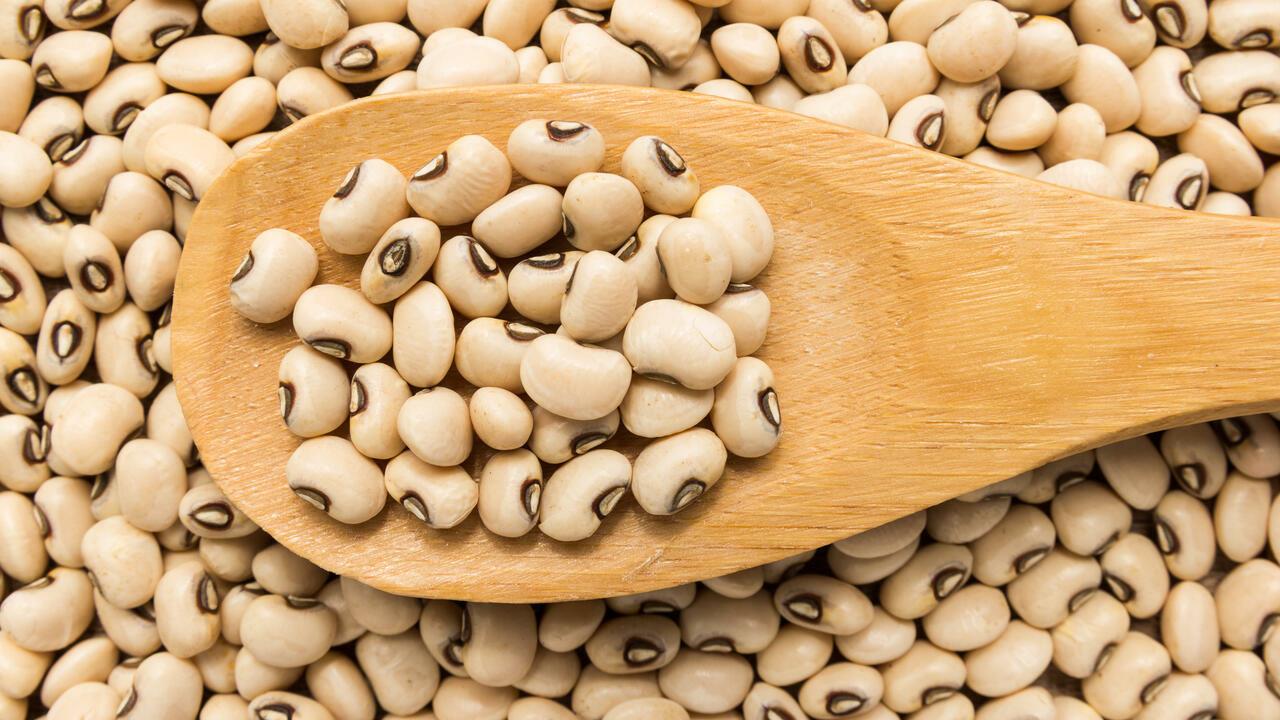 Vigna unguiculata is scientific name of Black Eyed Pea legume. Also known as Goat Pea, California Blackeye and Feijao Fradinho. Grains in wooden spoon. Close up.