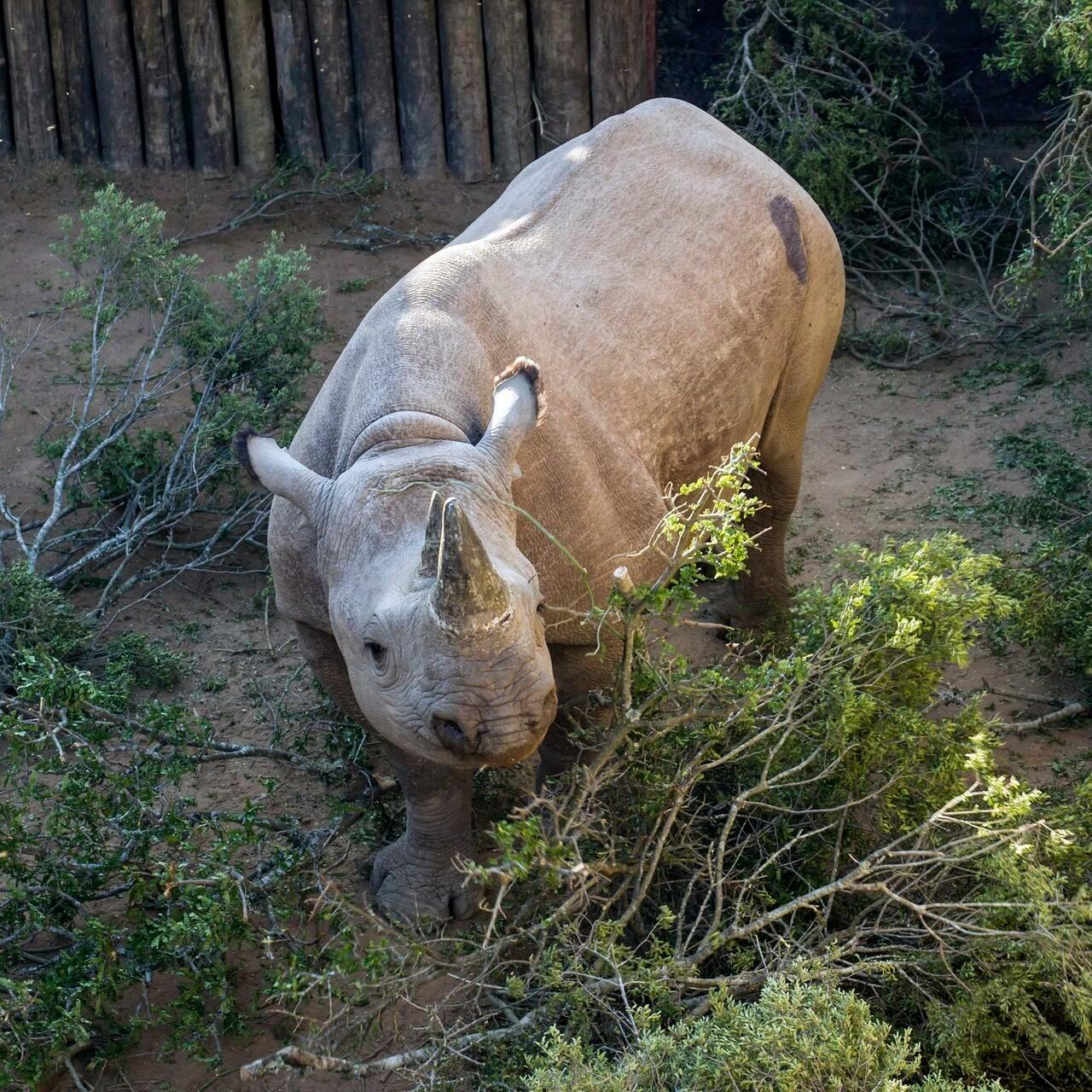 In this photo taken on Wednesday May 2, 2018, a rhino in it&rsquo;s enclosure in the Addo Elephant Park, near Port Elizabeth, South Africa, on the eve of being transported to Zakouma National Park in Chad. Six critically endangered black rhinos are being sent from South Africa to Chad, restoring the species to the country in north-central Africa nearly half a century after it was wiped out there. (AP Photo/Michael Sheehan)
