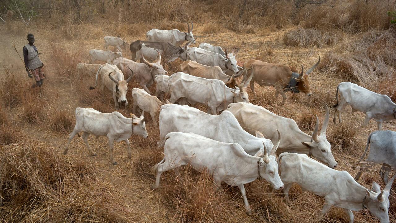 Cattle keepers walk with their cows during a seasonal migration of their cattle for grazing near Tonj, South Sudan on February 16, 2020. – Violence among cattle keepers has spiked as they have been migrating their cattle across the country, crossing paths with opposing clans, and moving their cattle across or onto territory which was not traditionally theirs to use. (Photo by ALEX MCBRIDE / AFP)