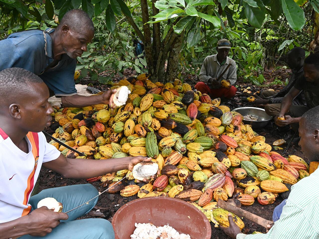 Ivorian cocoa farmers break cocoa pods with hooked knives in a cocoa plantation near Sinfra in the Central region in Ivory Coast on October 12, 2019. – The purchase price of cocoa to the farmers of Ivory Coast, the world’s largest producer, was set at 825 CFA francs (1.25 euros) per kilogram, at the opening on Tuesday of the cocoa year 2019-2020, ie up 10%, announced the Coffee Cocoa Council (CCC). (Photo by ISSOUF SANOGO / AFP)