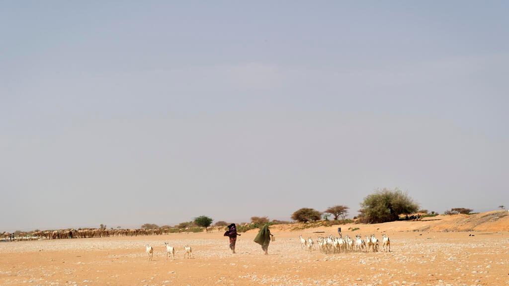 Puntland has a semi-arid climate. Rainfall is sparse and variable, with no single area receiving more than 400 mm (15.7 in) of rain annually. Even the coastal region is desertlike. These climatic conditions favor pastoralism. Nomads primarily rely on wells as a source of water rather than surface water. | Location: Puntland, Somalia.